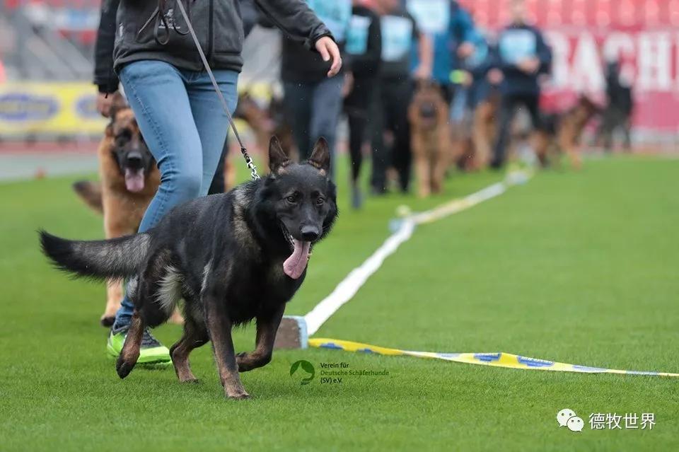九游- 德国队前途光明！，Rookie新星比赛规则变更表现突出赛场气氛高涨